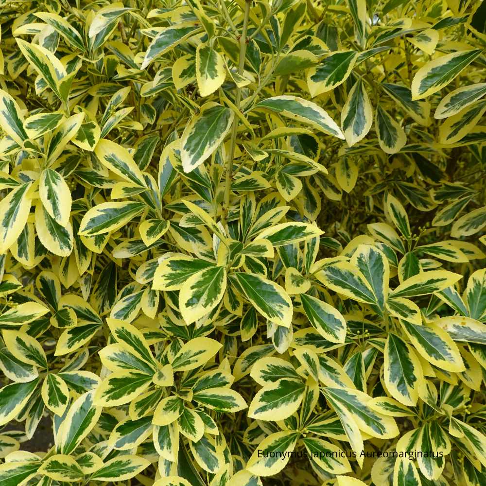 Fusain Euonymus japonicus Aureomarginatus pot de 3 litres _ la jardinerie de Pessicart Nice 06100