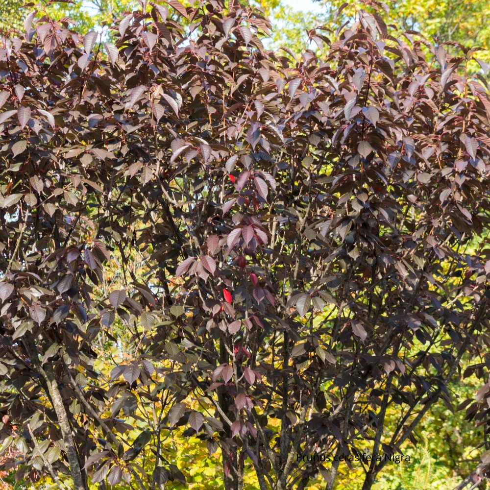 Prunus cerasifera Nigra arbre - la jardinerie de Pessicart Nice 06100