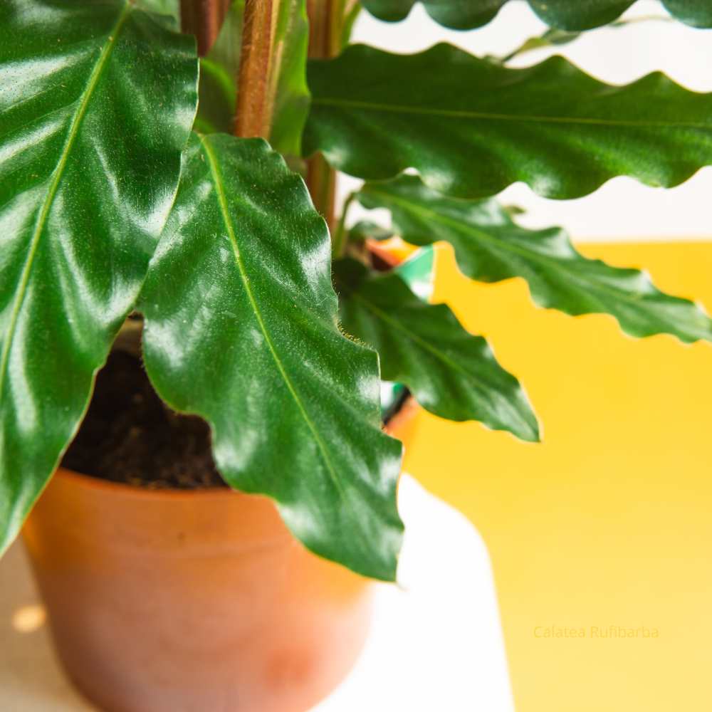 Calatea Rufibarba  _ la jardinerie de Pessicart Nice 06100