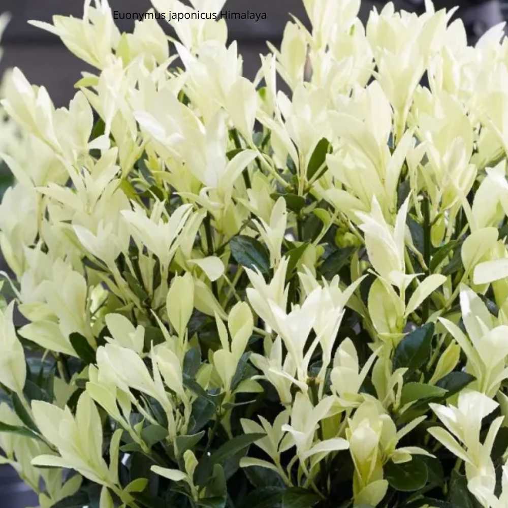 Euonymus japonicus Himalaya _ la jardinerie de Pessicart Nice 06100
