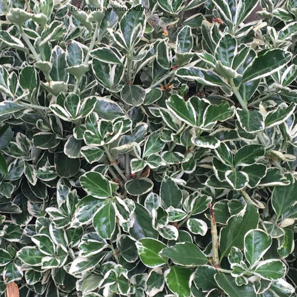 Euonymus japonicus Kathy _ la jardinerie de Pessicart Nice 06100