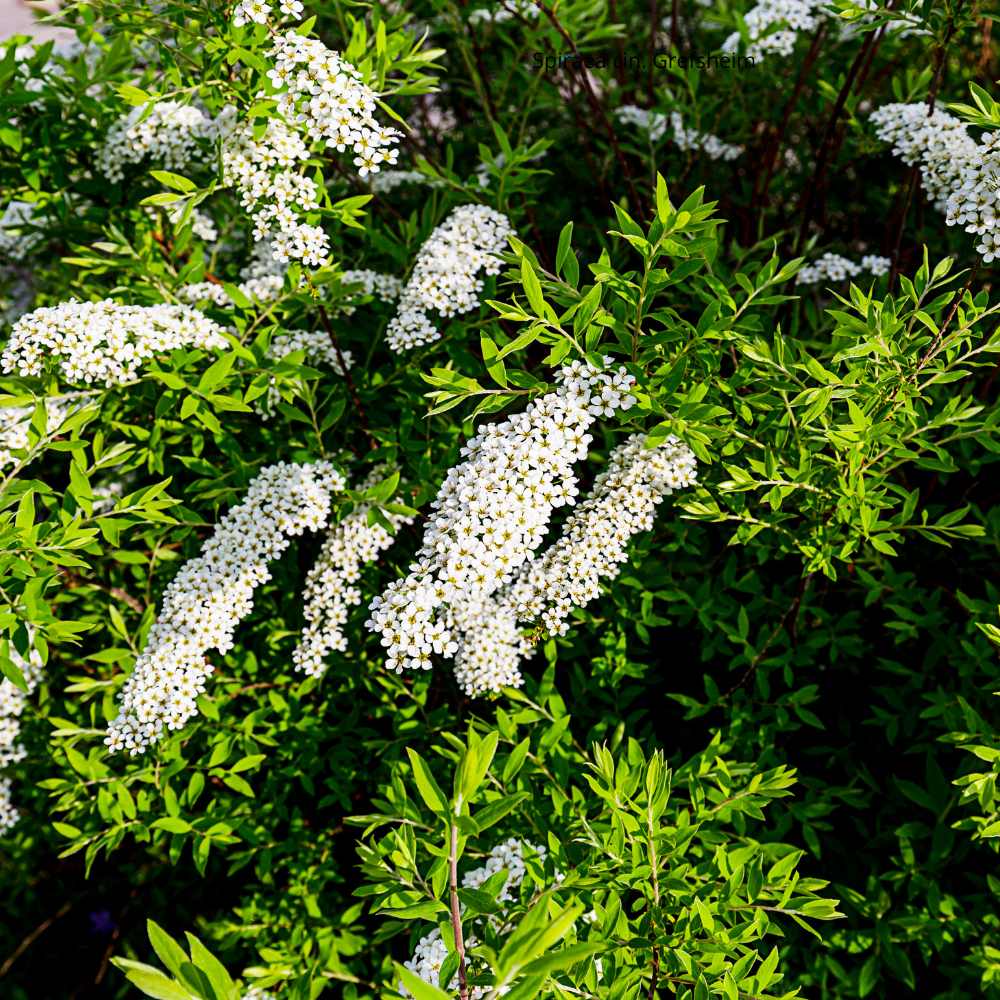 Spiraea cinerea Grefsheim _ la jardinerie de Pessicart Nice 06100