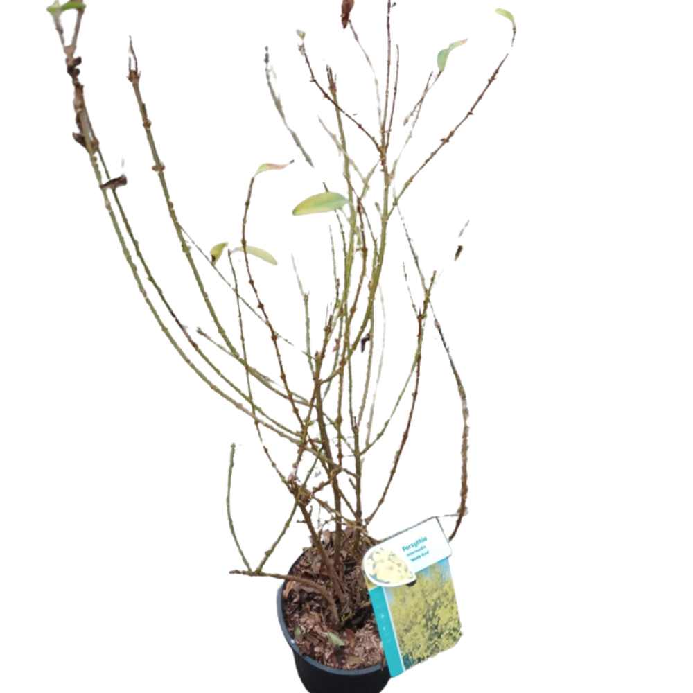 Forsythia int. Week-end pot _ la jardinerie de Pessicart Nice 06100