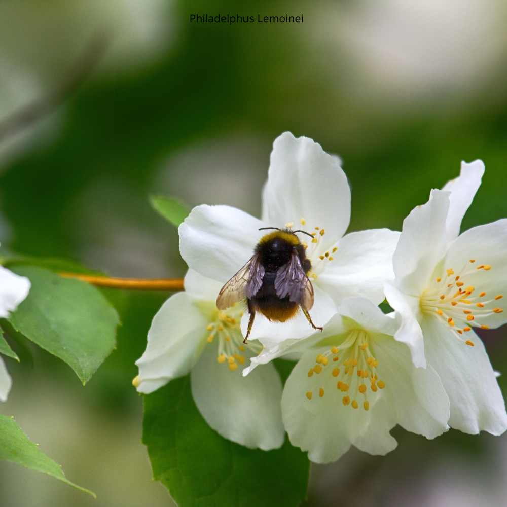 Philadelphus Lemoinei fleur  _ la jardinerie de Pessicart Nice 06100
