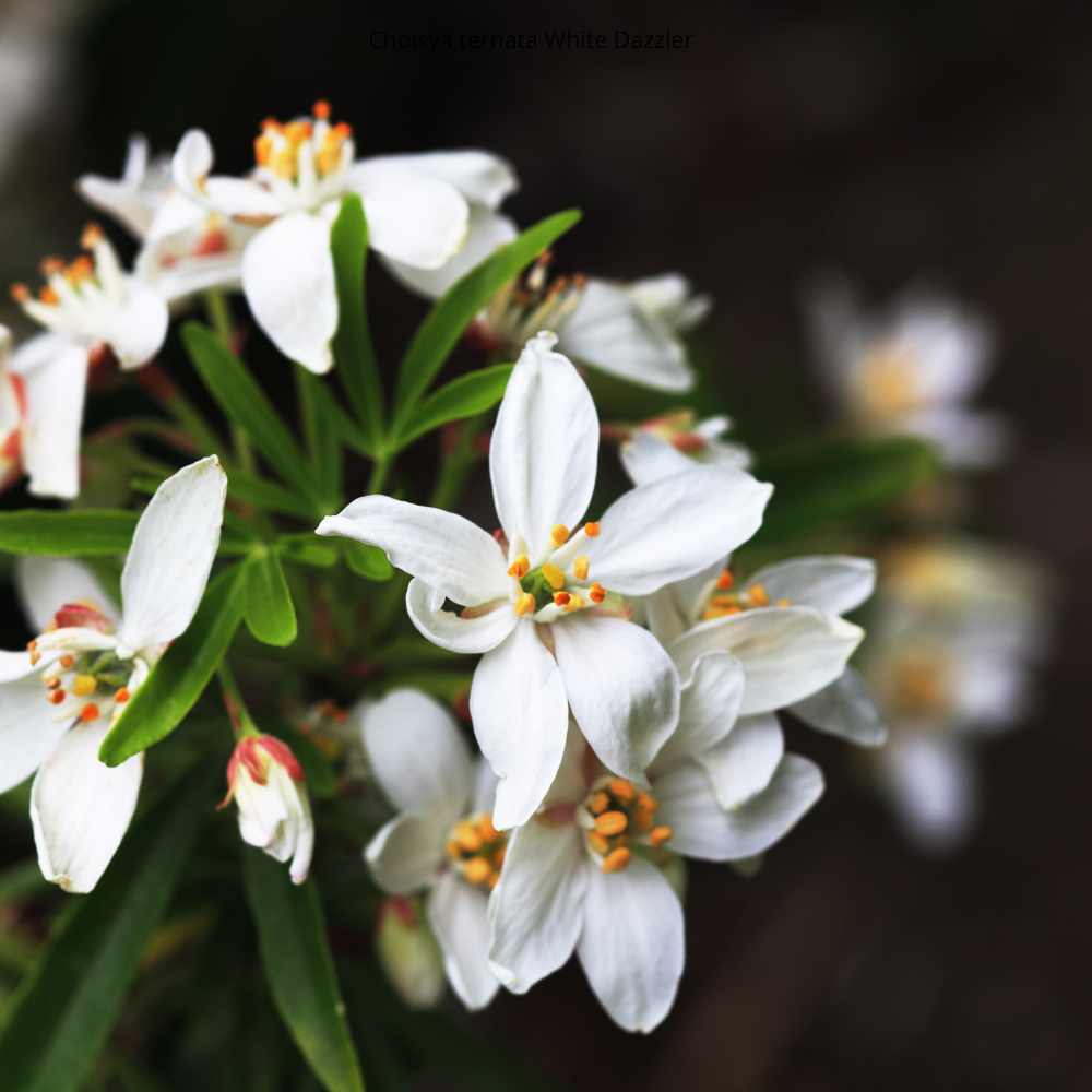 Choisya ternata White Dazzler - Oranger du Mexique