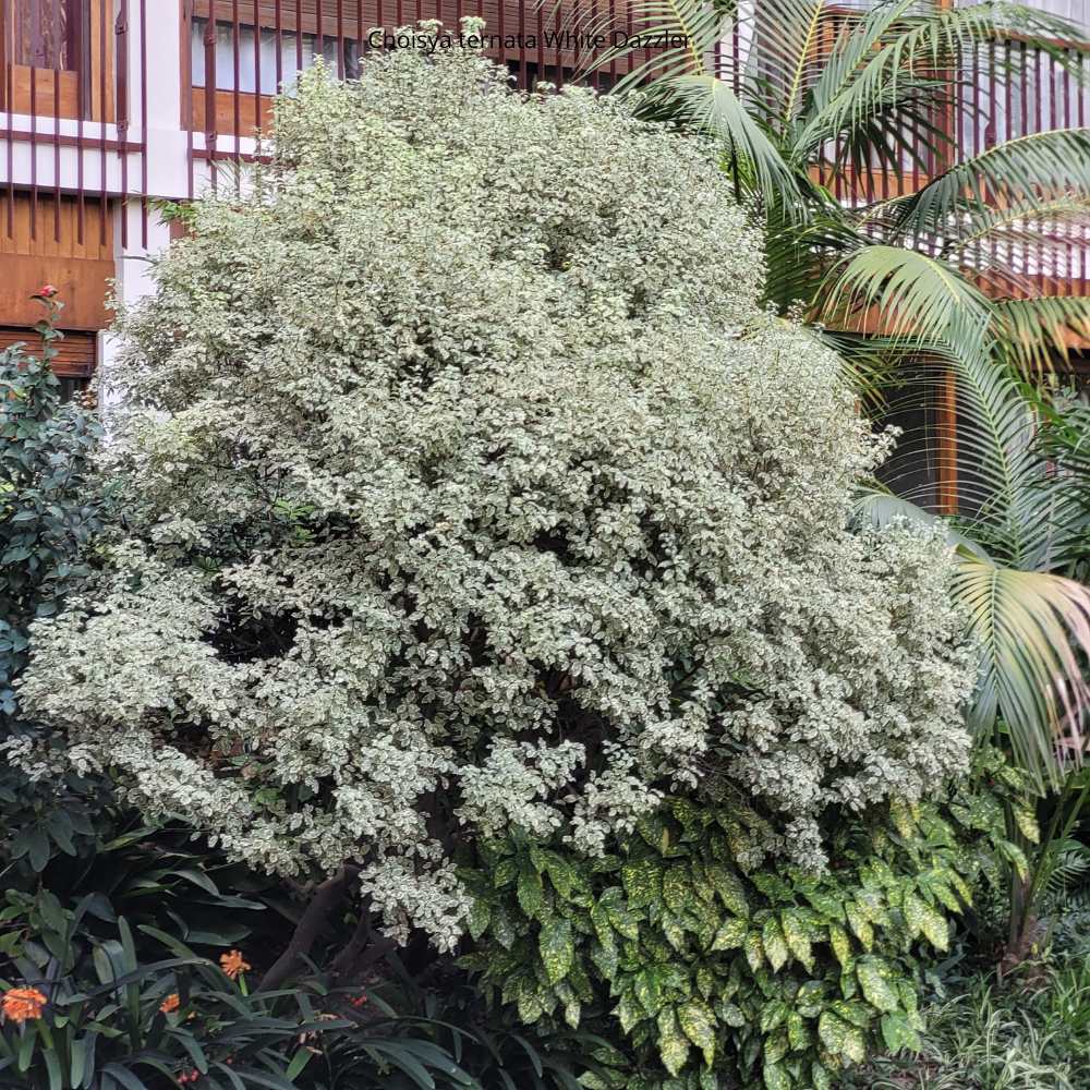 Pittosporum Tenuifolium variegata _ la jardinerie de Pessicart Nice 06100