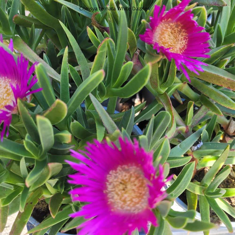 Griffe de sorcières - Carpobrotus _ la jardinerie de Pessicart Nice 06100