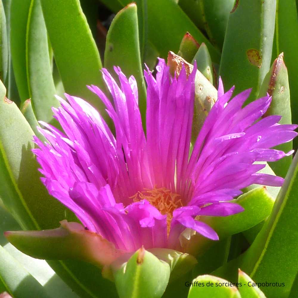 Griffes de sorcières - Carpobrotus fleurs _ la jardinerie de Pessicart Nice 06100