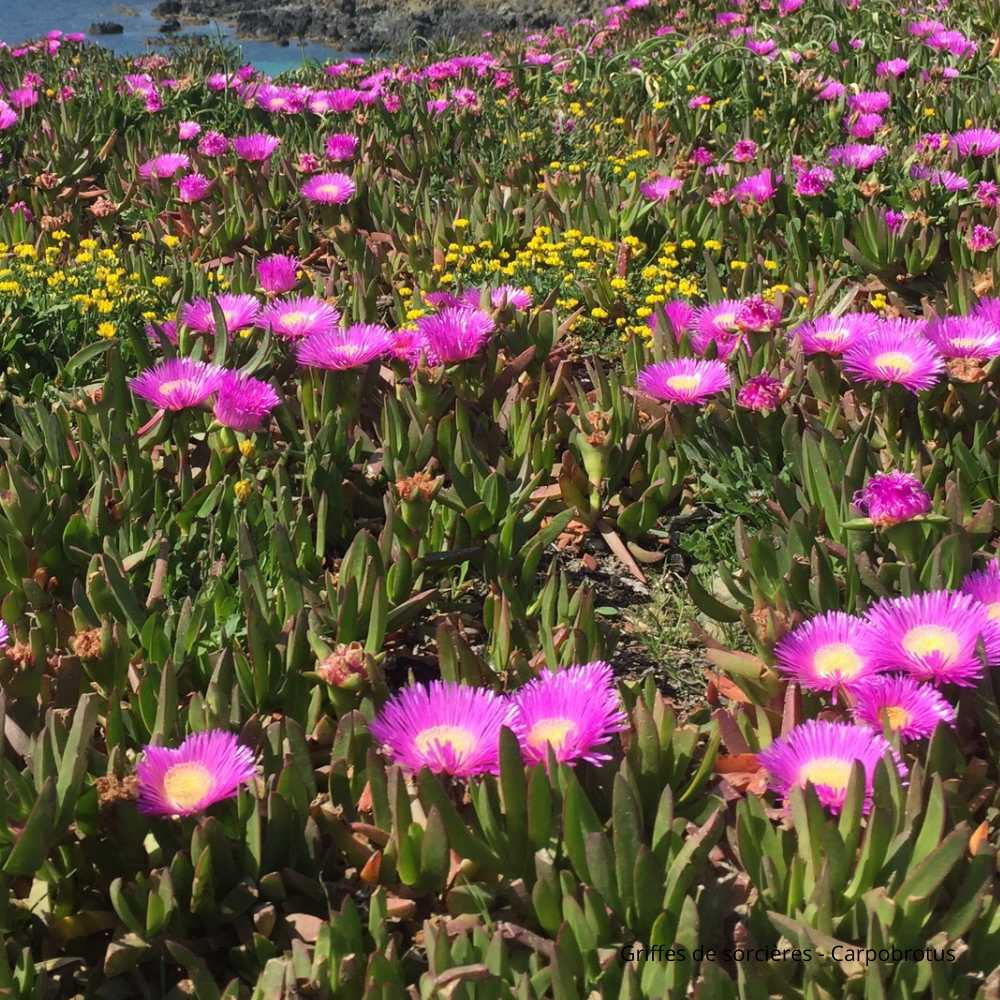 Griffes de sorcière - Carpobrotus