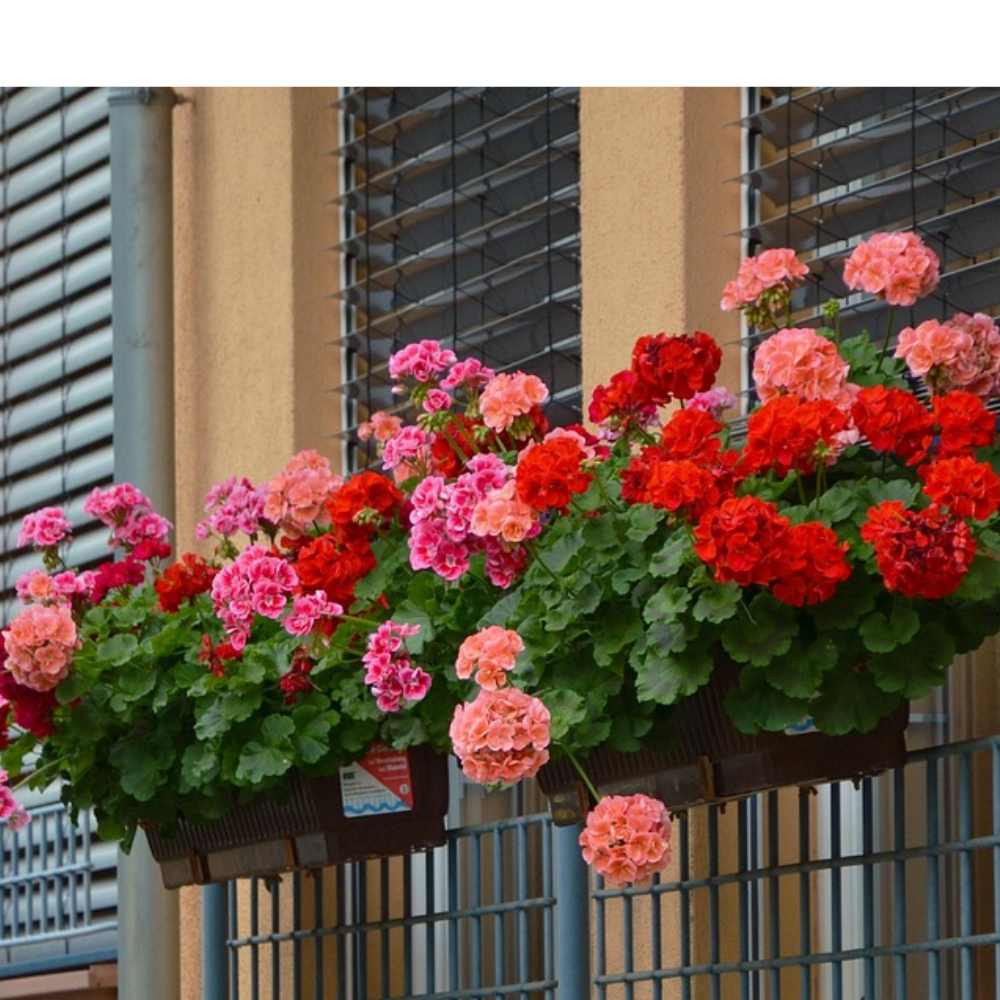 Géranium Lierre (Pelargonium peltatum) et Roi des Balcons