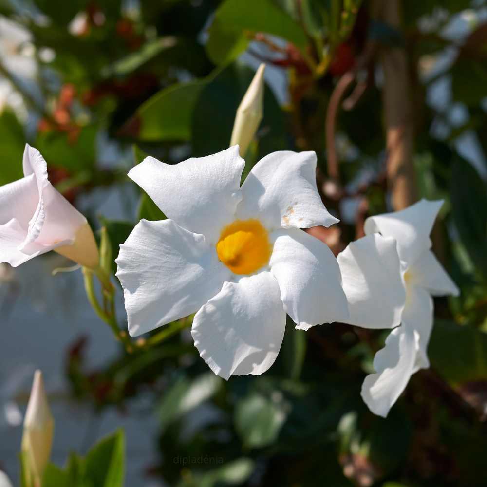 dipladénia blanc - la jardinerie de Pessicart Nice 06100