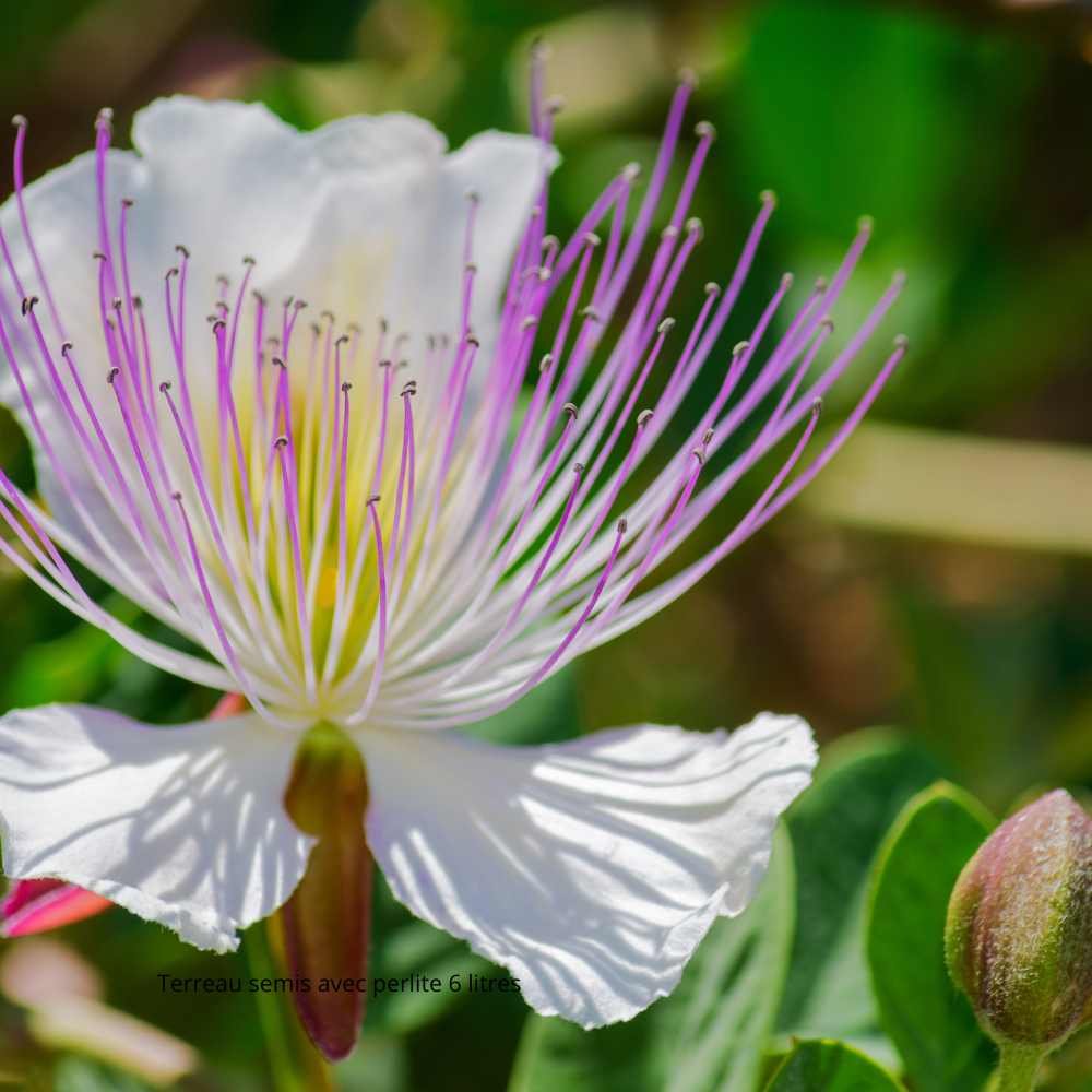 Câprier : Culture, Utilisation et bienfaits de Capparis spinosa