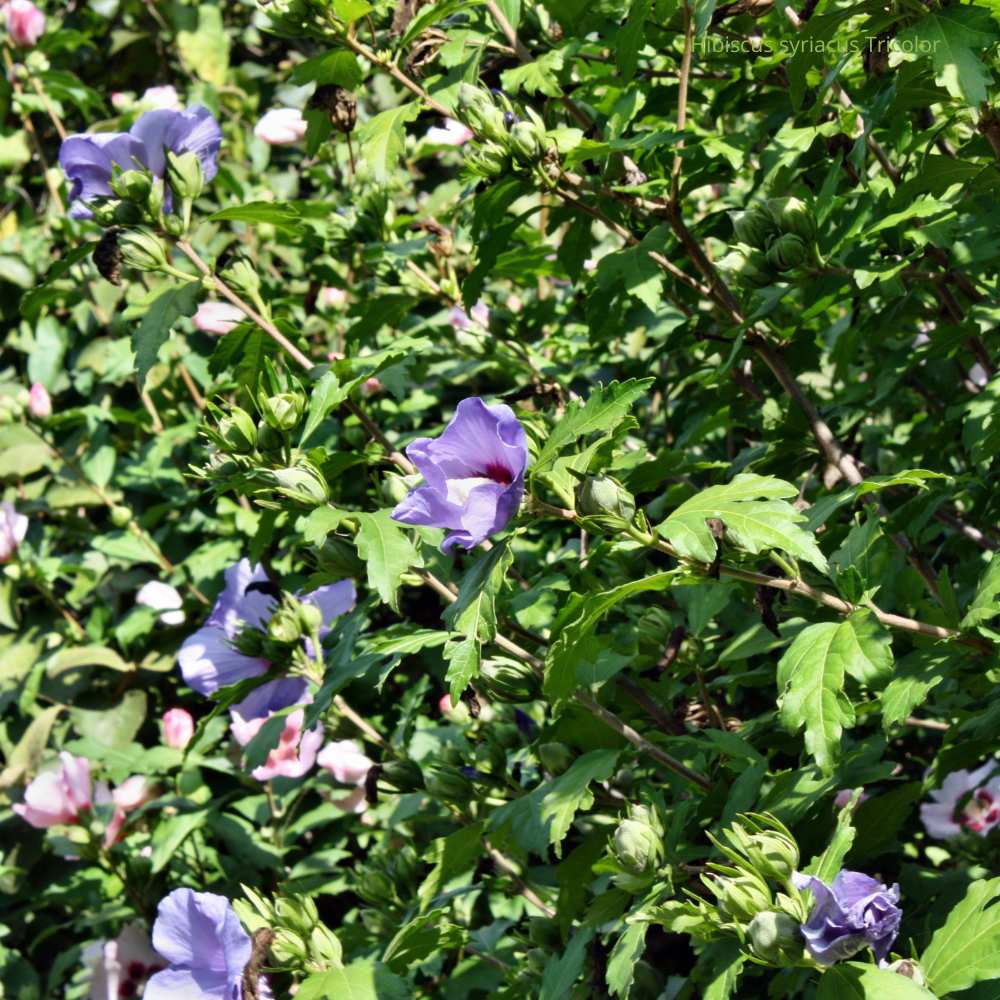 Hibiscus syriacus Tricolor bleu _ la jardinerie de Pessicart Nice 06100
