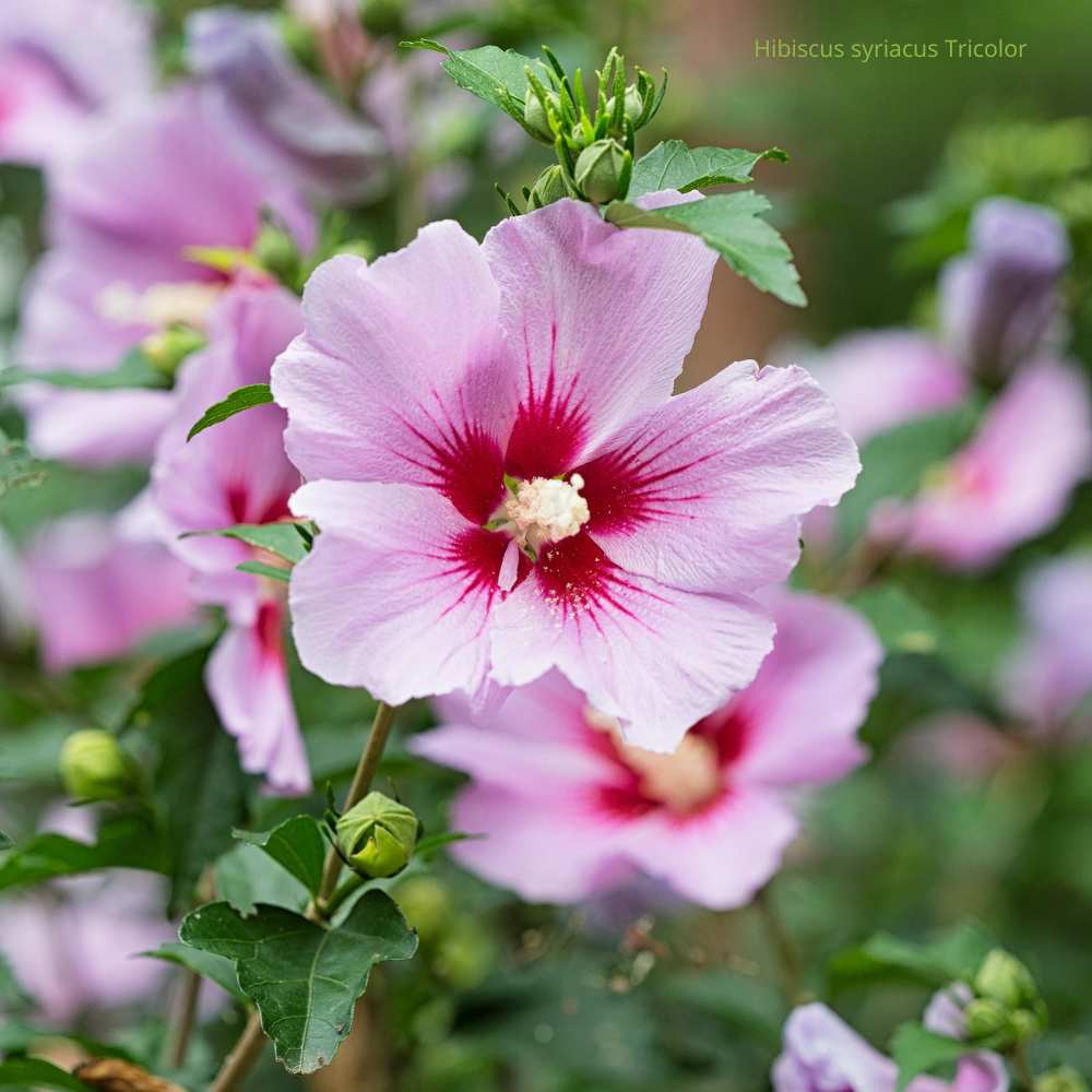 Hibiscus syriacus Tricolor _ la jardinerie de Pessicart Nice 06100