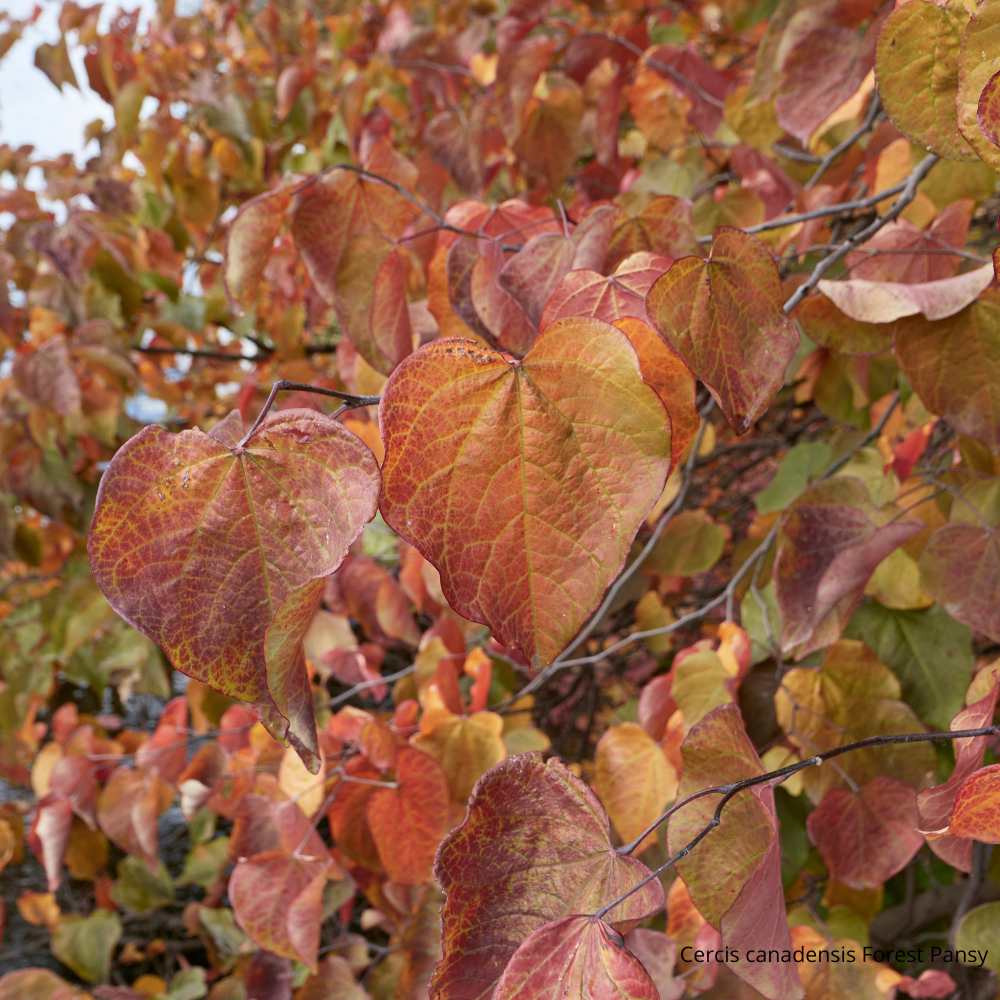Cercis canadensis Forest Pansy _ la jardinerie de Pessicart Nice 06100