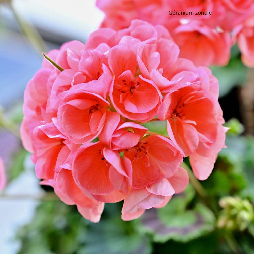 Géranium zonale rouge _ la jardinerie de Pessicart Nice 06100