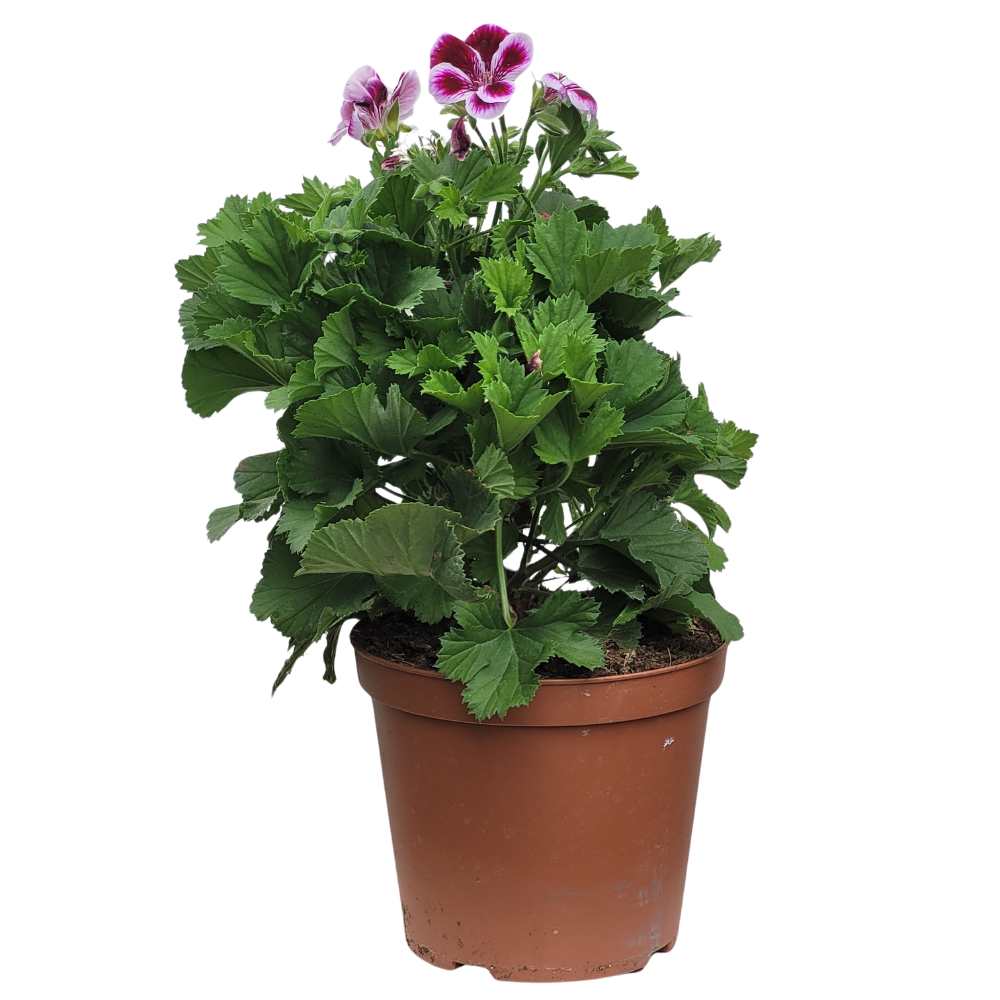 Pelargonium grandiflorum _ la jardinerie de Pessicart Nice 06100