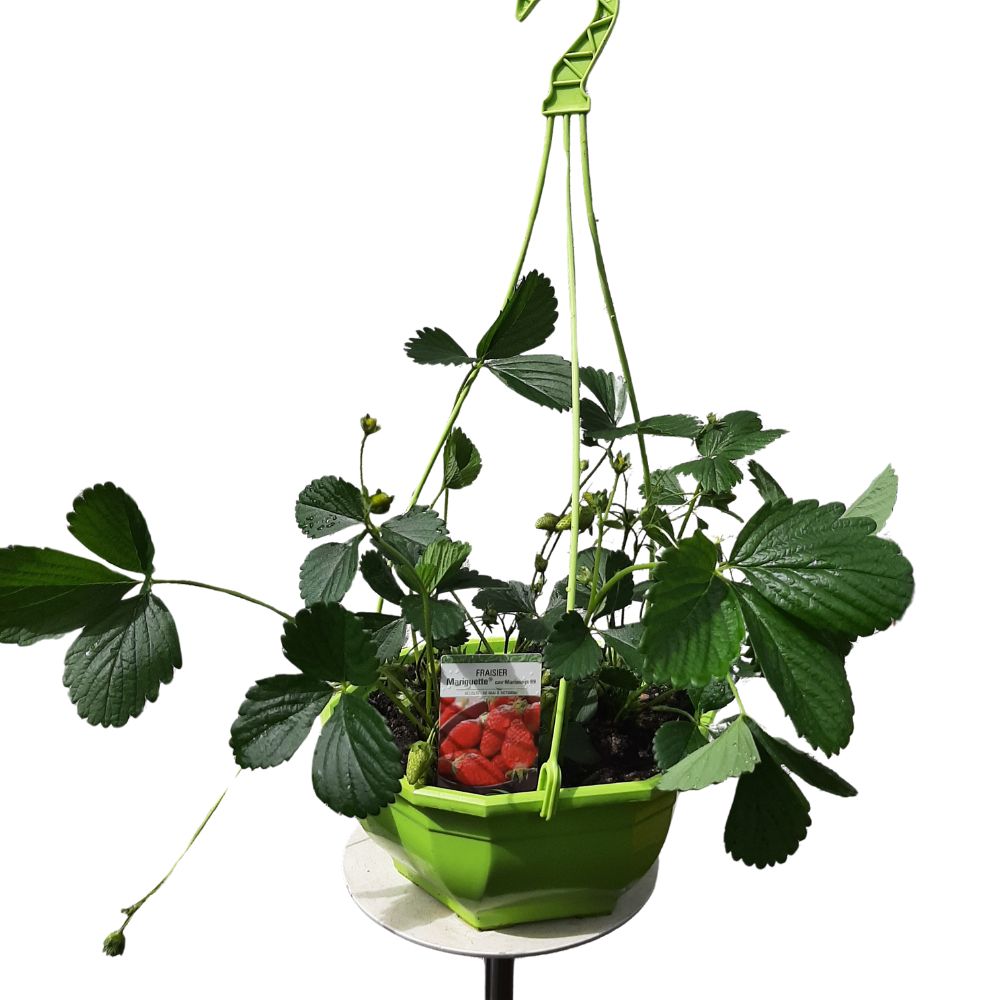 FRAISIERS SUSPENSION_ la jardinerie de Pessicart Nice 06100