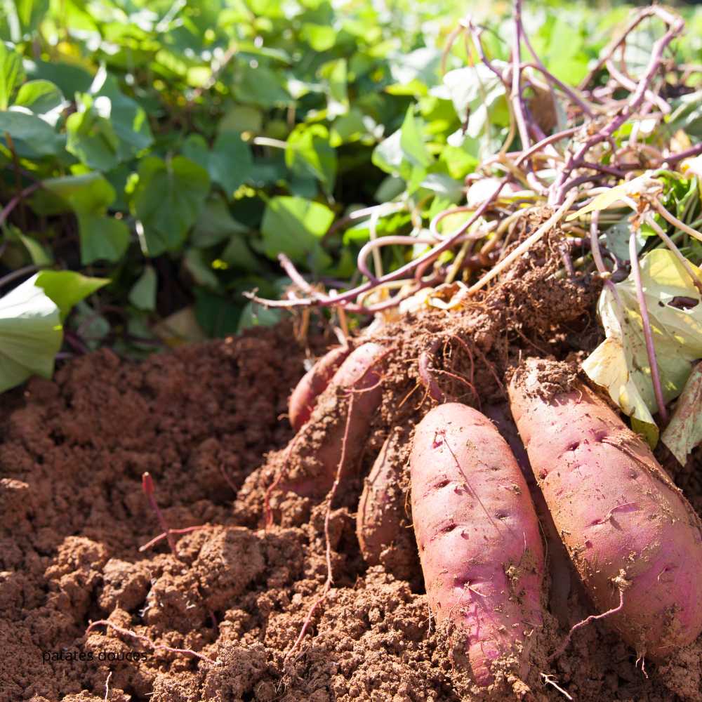 patates douces _ la jardinerie de Pessicart Nice 06100