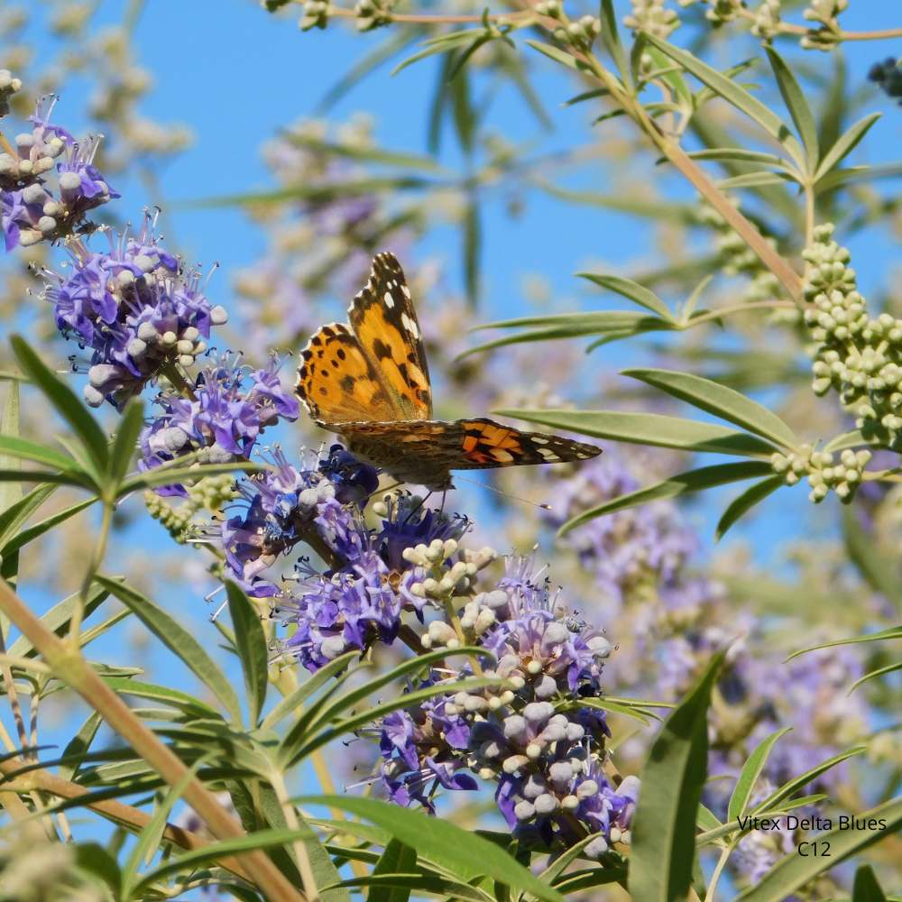 Vitex Delta Blues  _ la jardinerie de Pessicart Nice 06100