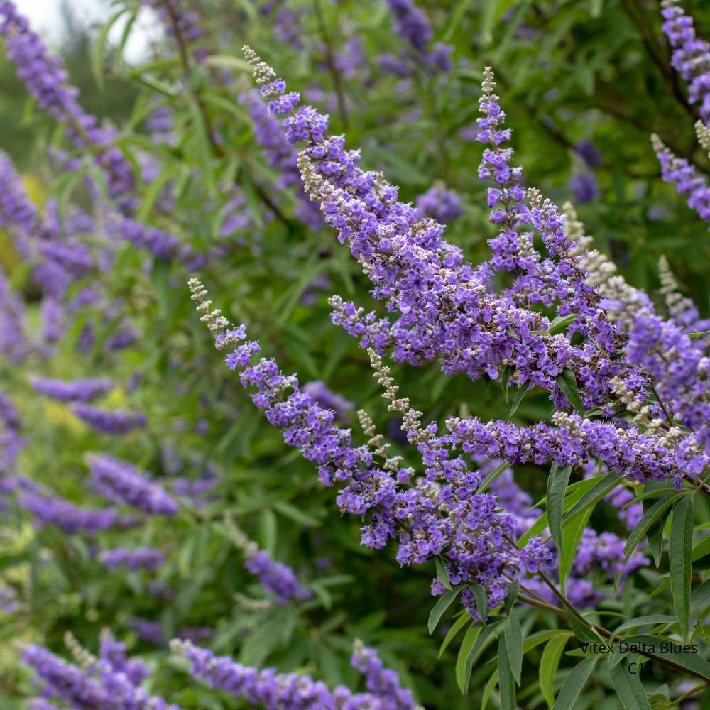 Vitex agnus-castus Delta Blues - Gattilier