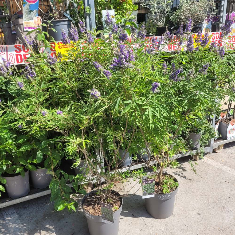 Vitex Delta Blues  __  la jardinerie de Pessicart Nice 06100