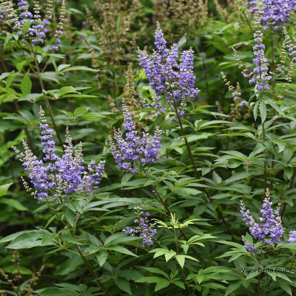 Vitex Delta Blues  _  la jardinerie de Pessicart Nice 06100