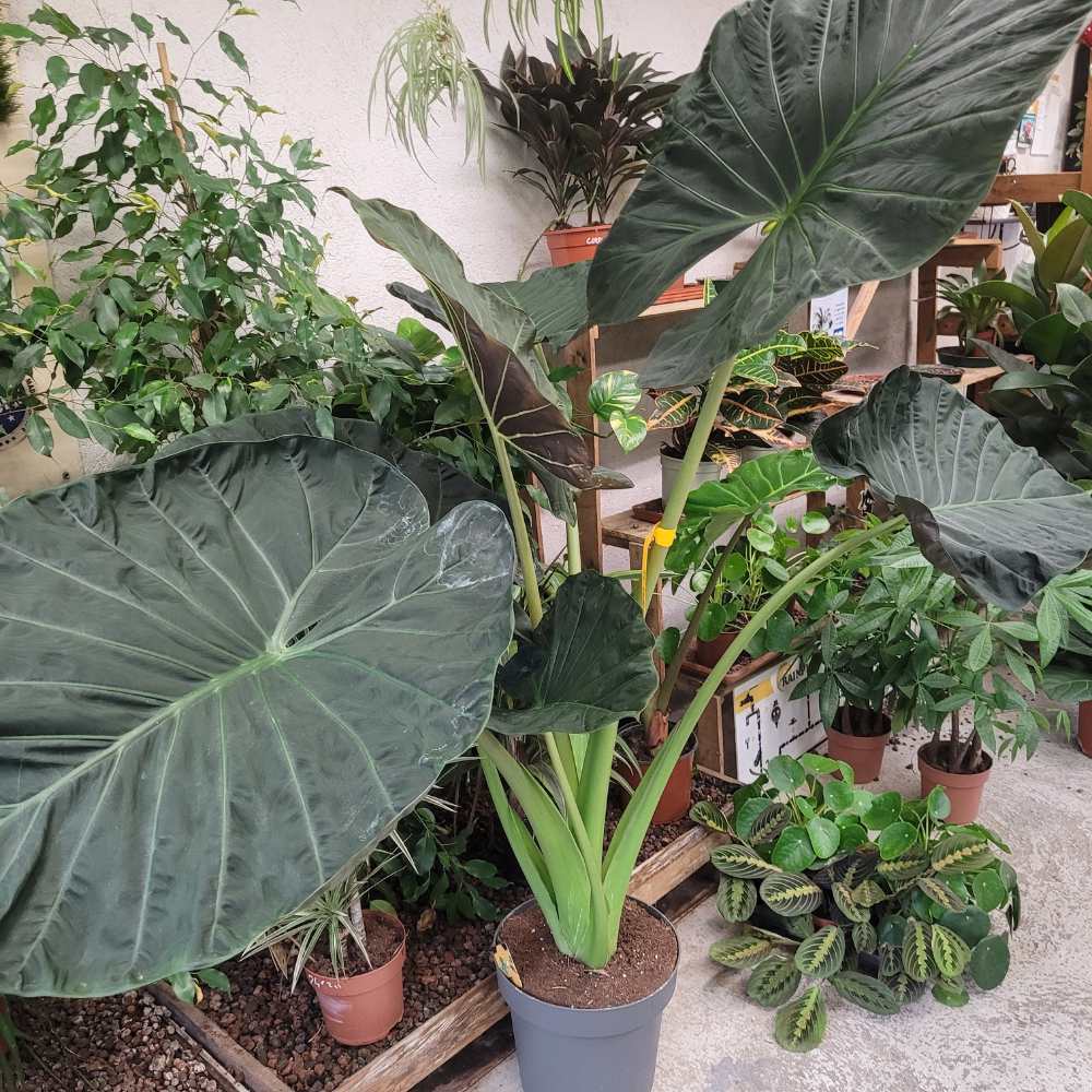 Alocasia - Oreille d\'éléphant