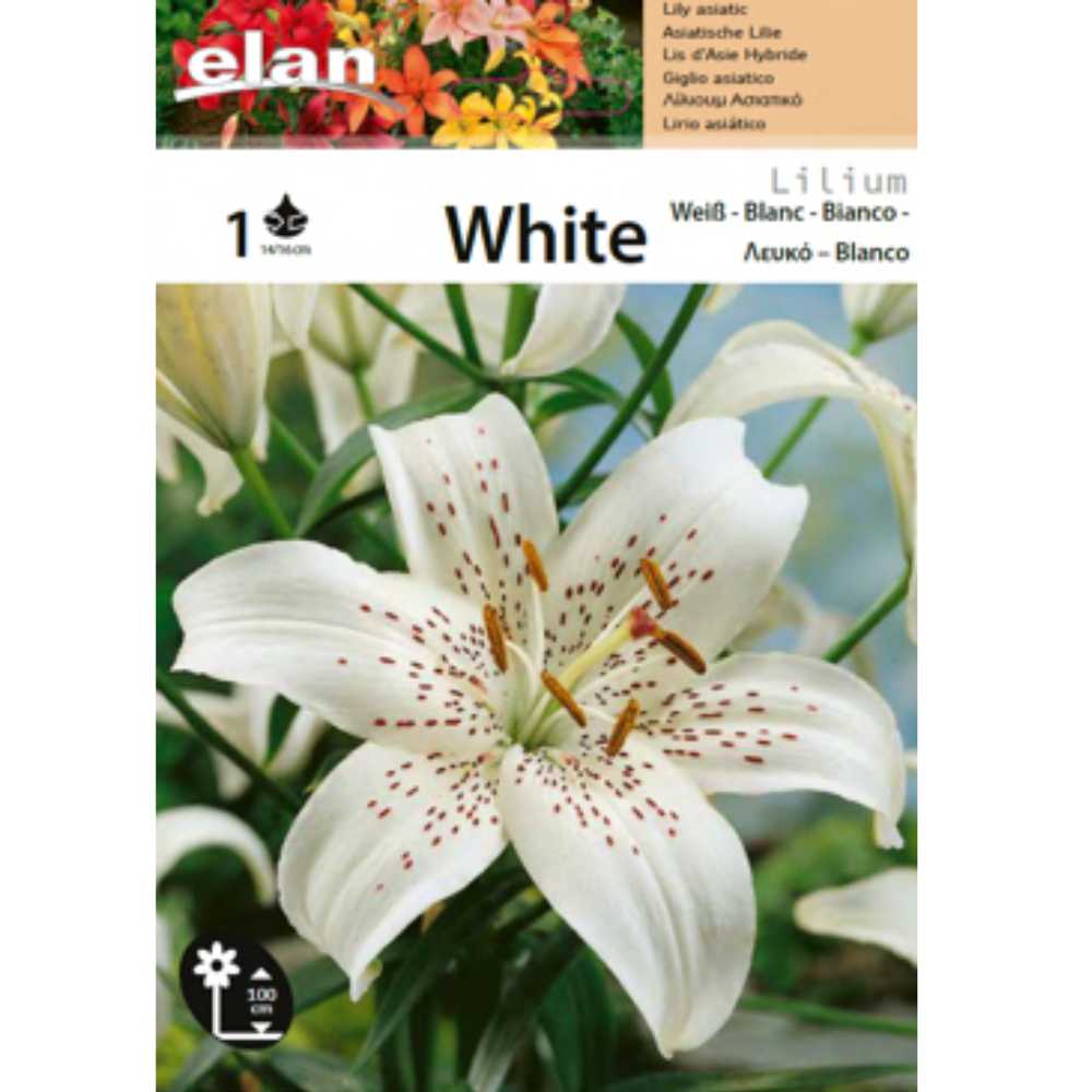 1 Lys Asiatic Blanc 14_16 _la jardinerie de Pessicart Nice 06100 (1)