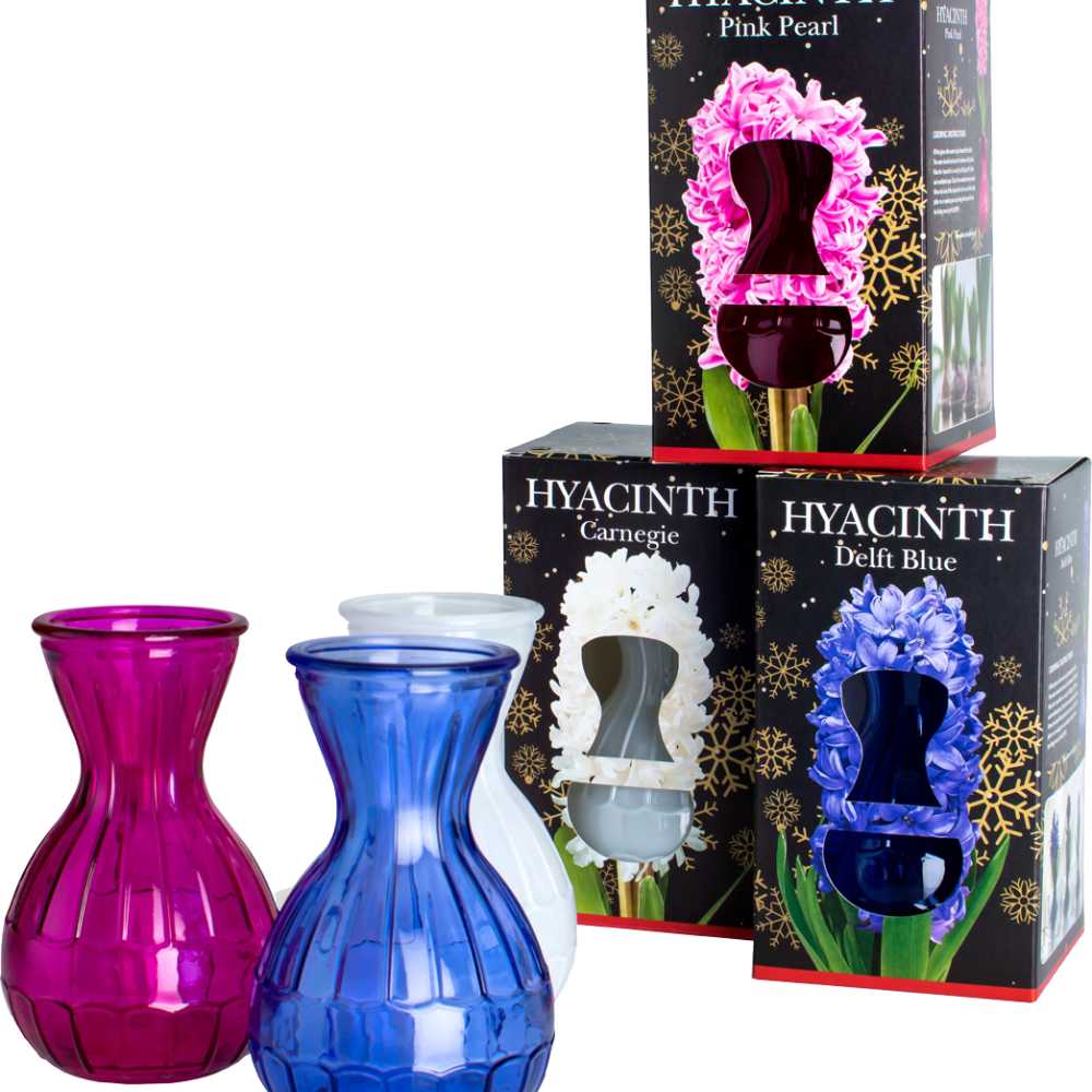 Vase en verre avec Jacinthe_la jardinerie de Pessicart Nice 06100