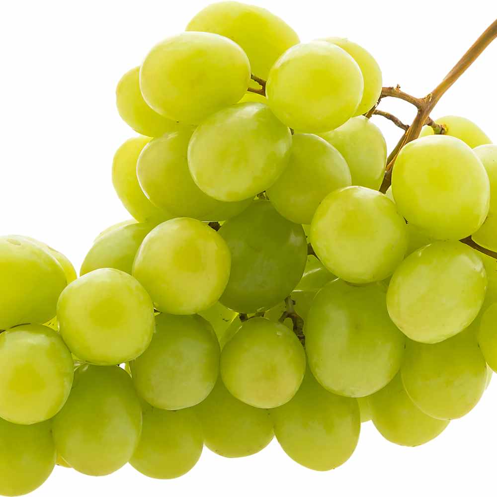Vigne Vitis Italia raisins blanc _la jardinerie de Pessicart Nice 06100