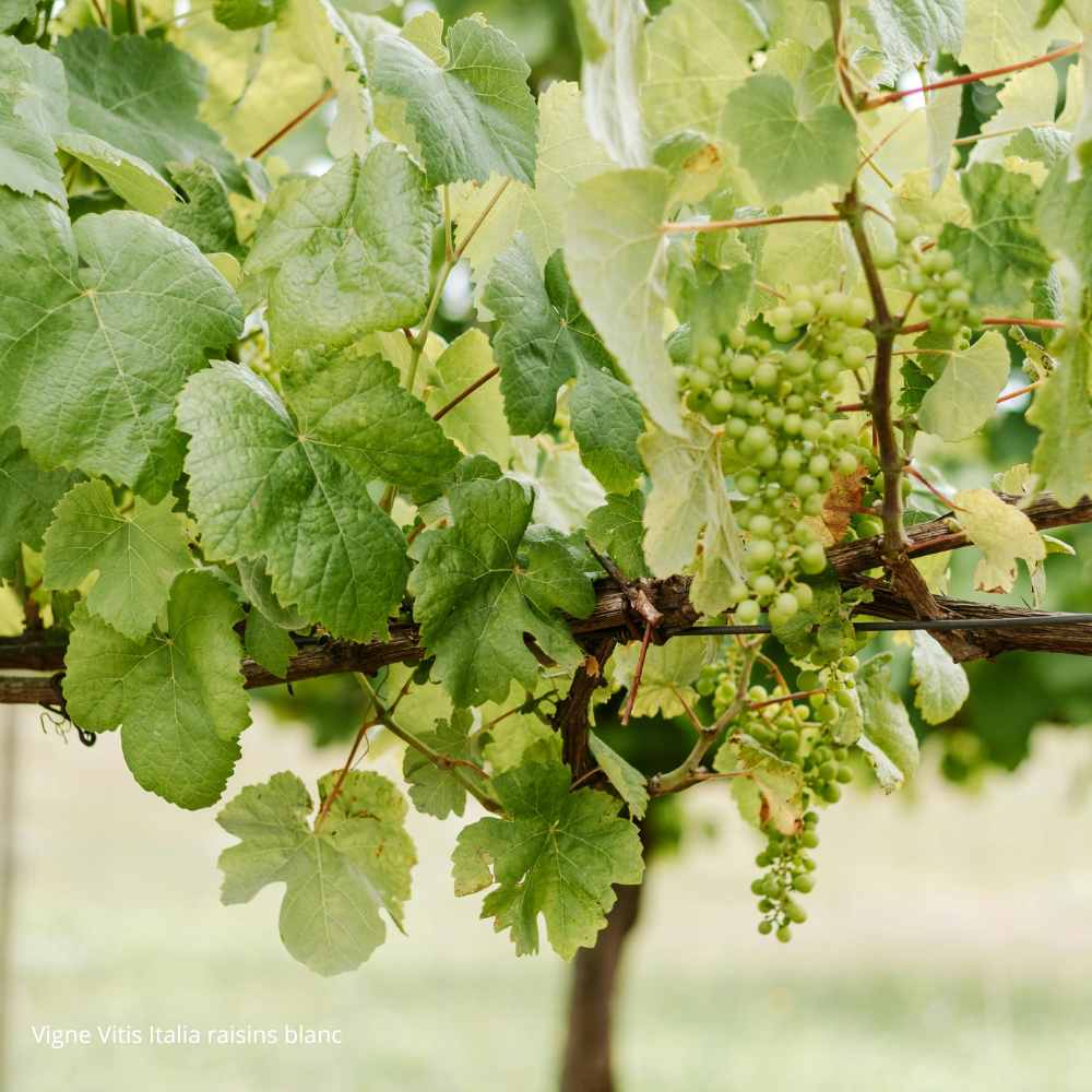 Vigne Vitis Italia raisins blanc _la jardinerie de Pessicart Nice 06100 (1)