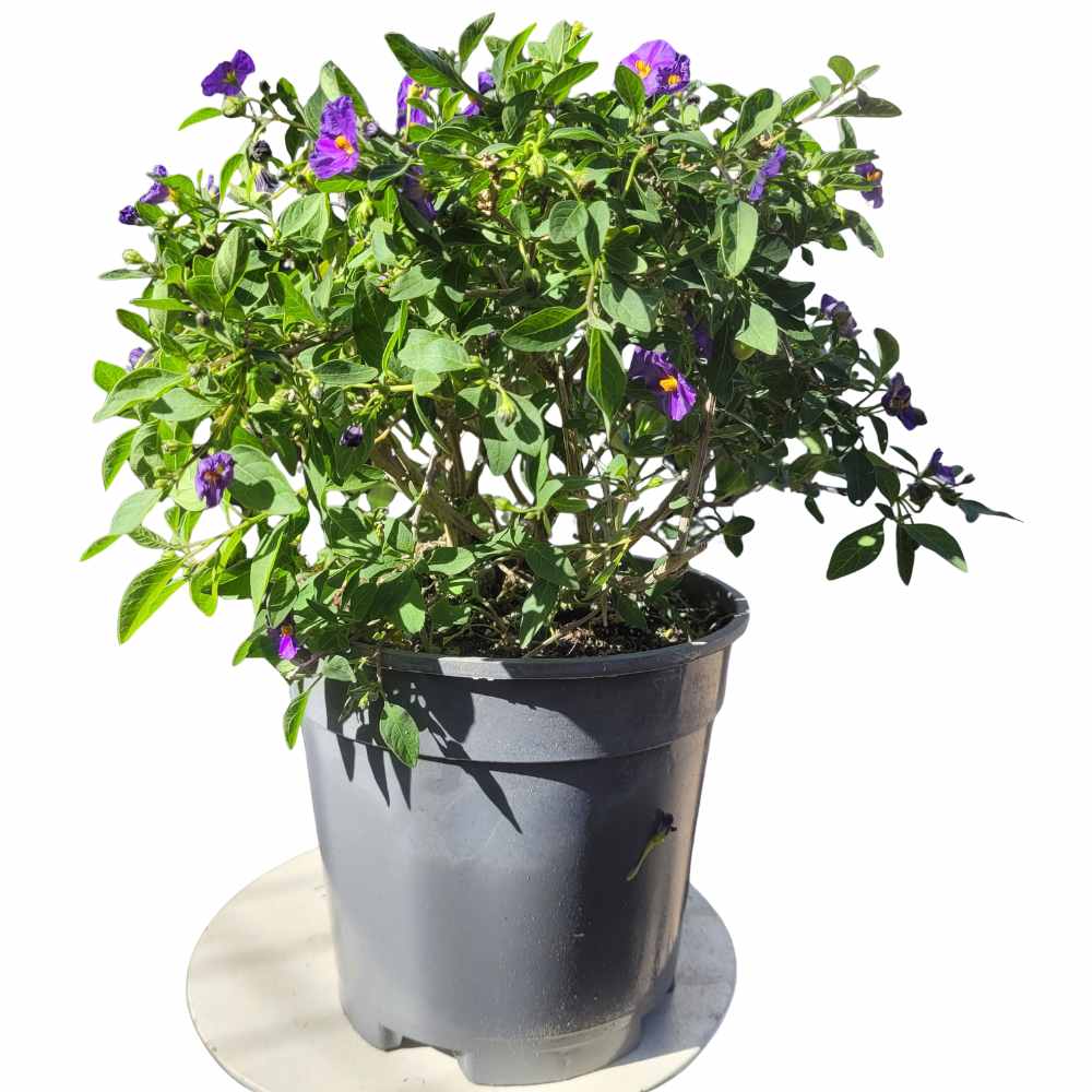 Solanum rantonetti - Arbre à gentiane - Morelle de Rantonnet _la jardinerie de Pessicart Nice 06100 (1)