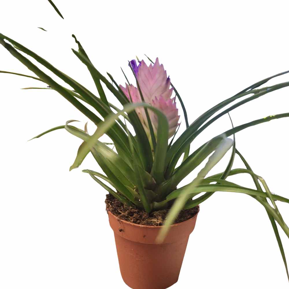 Tillandsia Raquette _la jardinerie de Pessicart Nice 06100 (1)