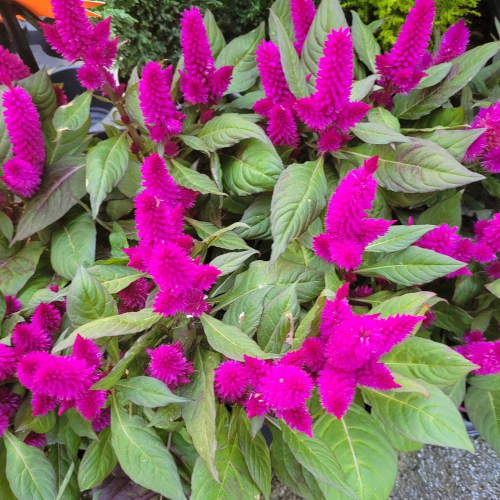 Celosia argentea violet pot de 1.5 litre_la jardinerie de Pessicart Nice 06100_la jardinerie de Pessicart Nice 06100 (1)