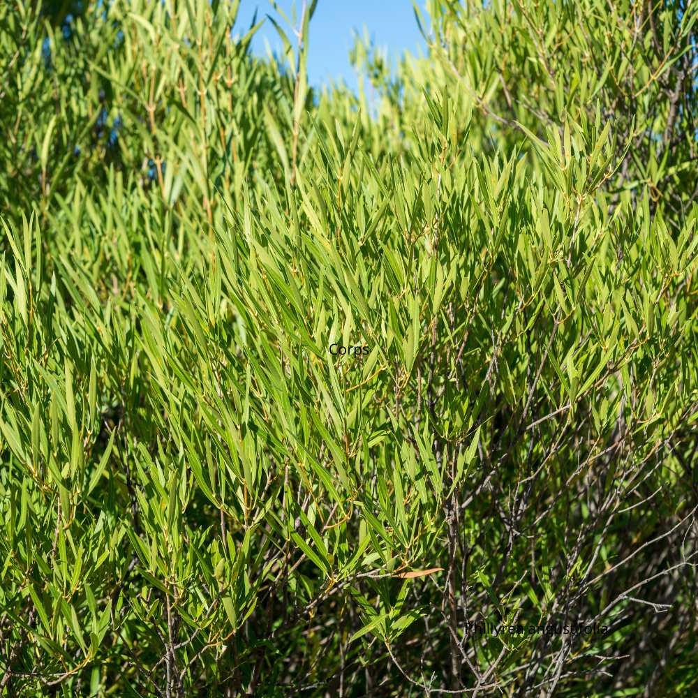 Phillyrea angustifolia_la jardinerie de Pessicart Nice 06100