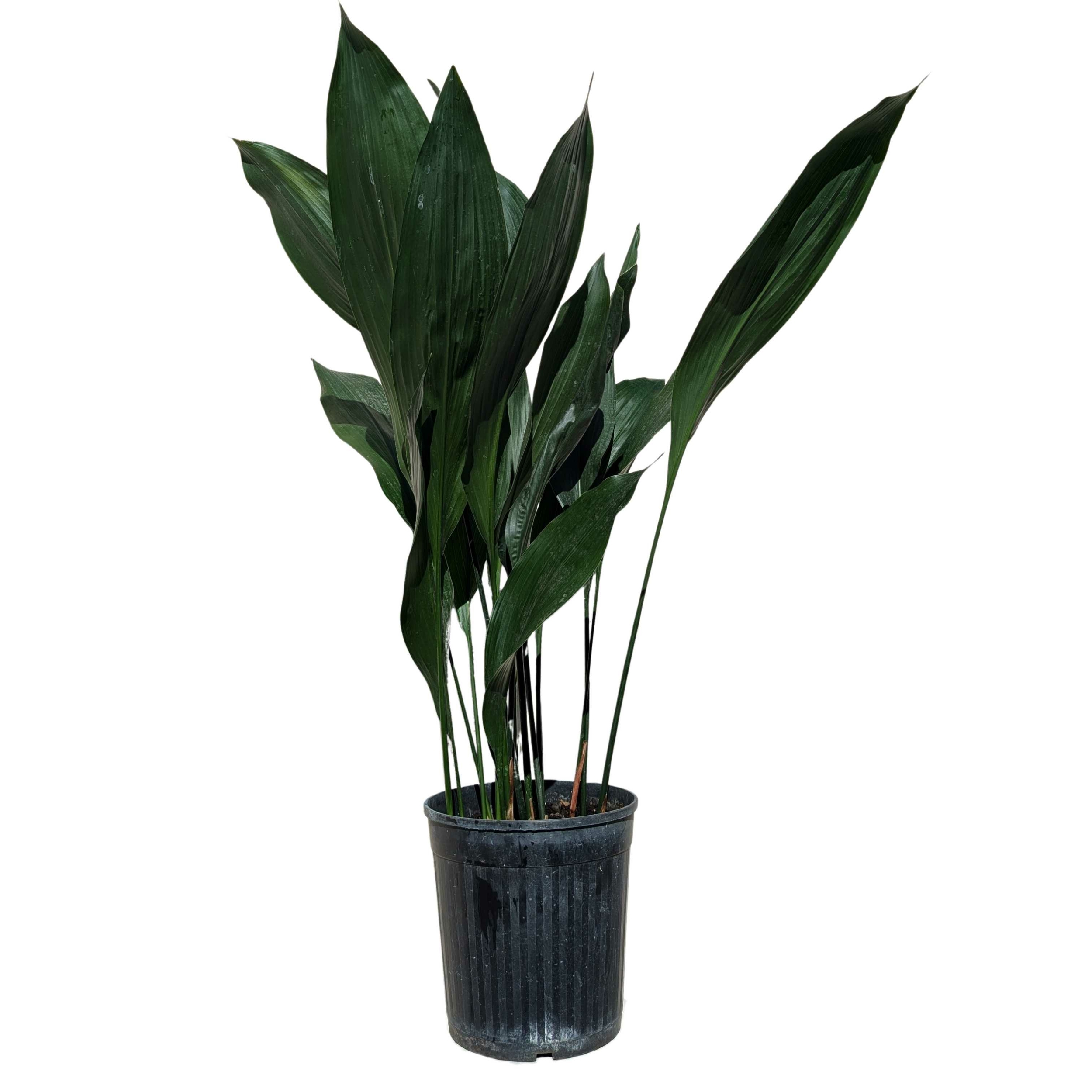 Aspidistra - Aspidistra elatior