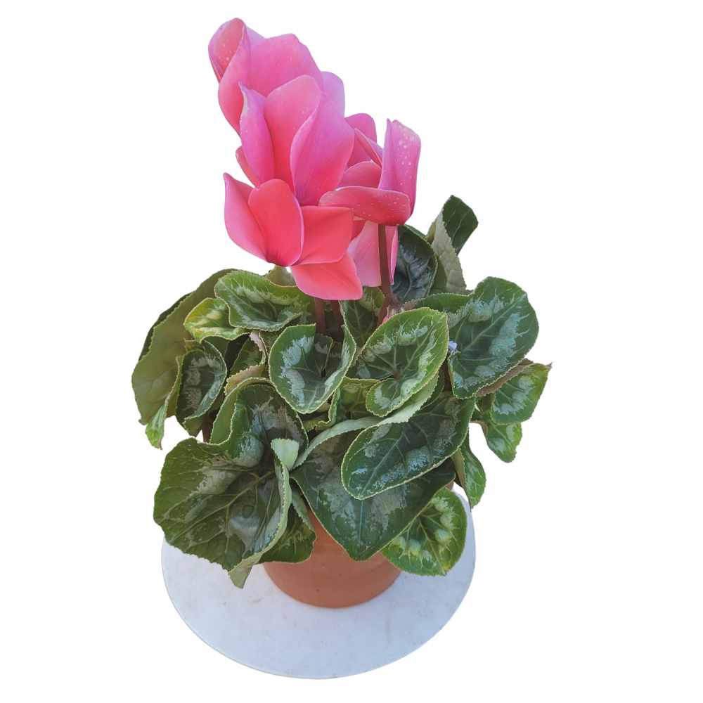 Cyclamen pot 2 litres - Rose_la jardinerie de Pessicart Nice 06100 (1)