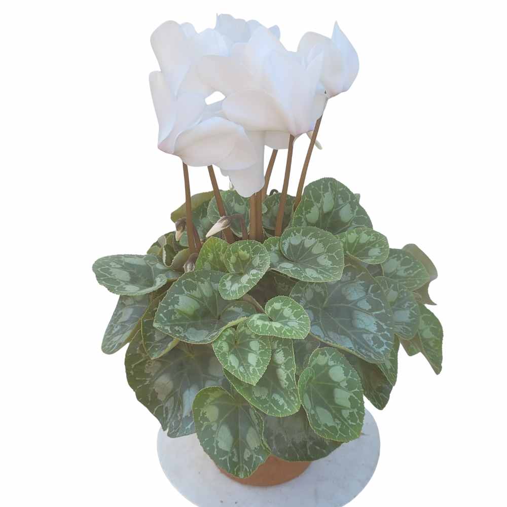 Cyclamen pot 16 cm - Blanc _la jardinerie de Pessicart Nice 06100 (1)