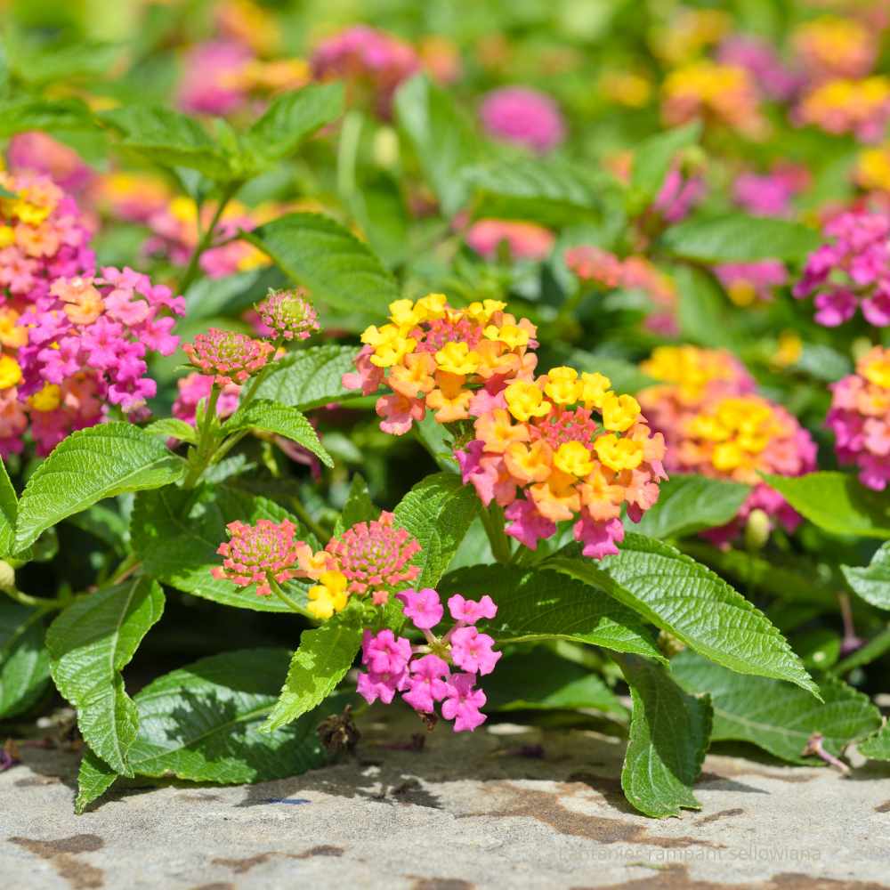 Lantana montevidensis - Lantanier rampant sellowiana