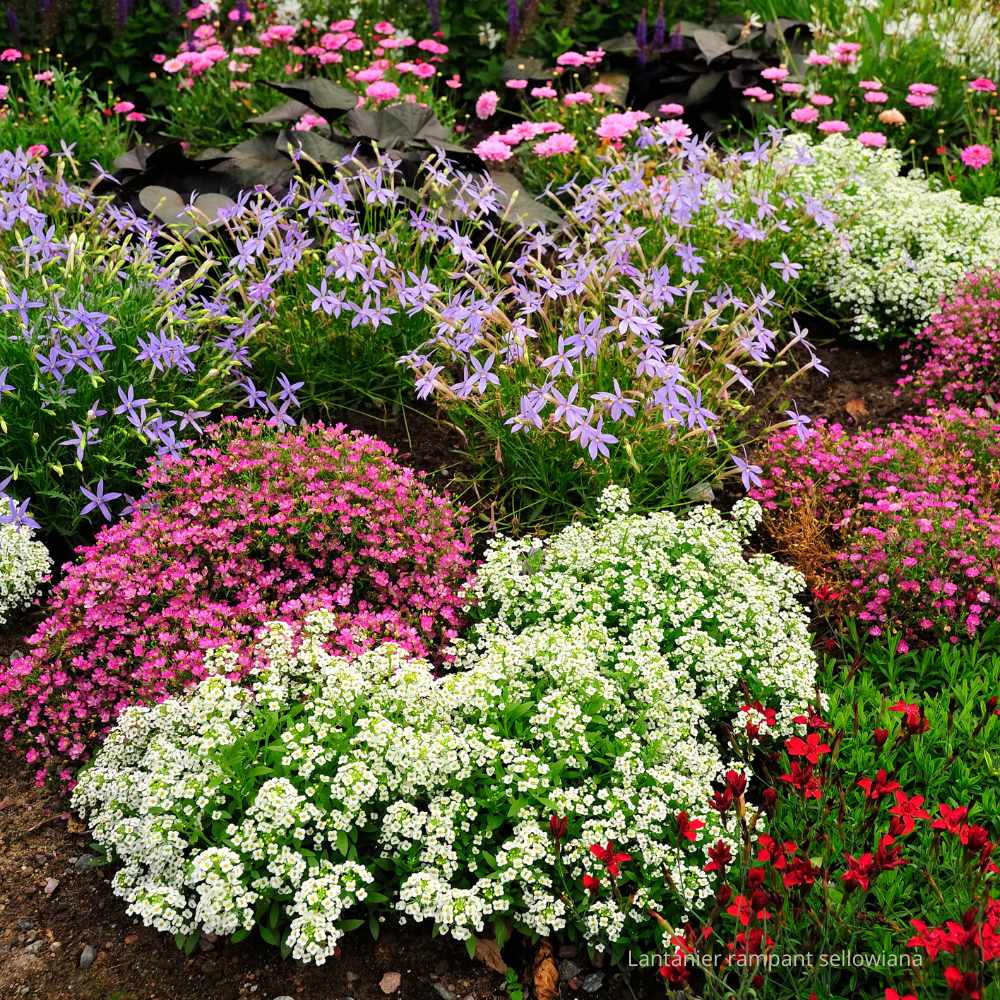 Lantanier rampant sellowiana _la jardinerie de Pessicart Nice 06100 (1)