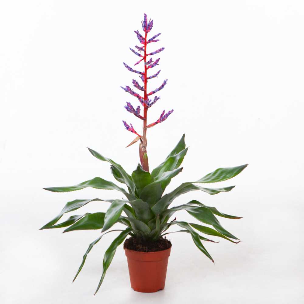Achméa blue rain _la jardinerie de Pessicart Nice 06100 (1)