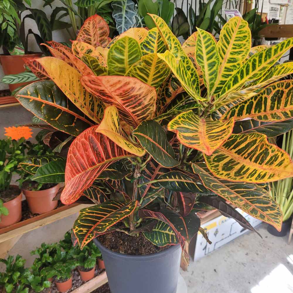 croton (Codiaeum)_la jardinerie de pessicart nice 06 LIVRAISON GRATUITE