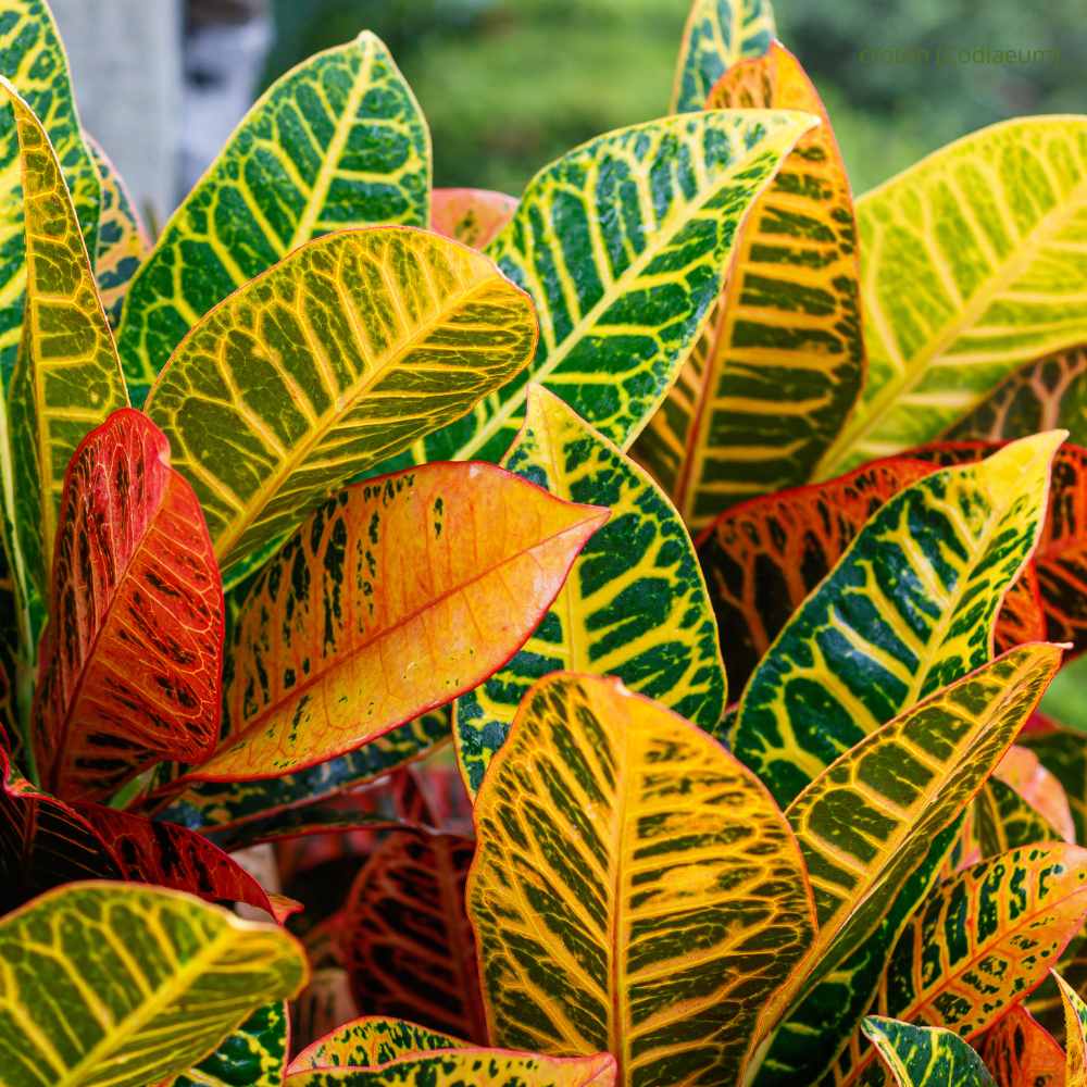croton (Codiaeum) _la jardinerie de pessicart nice 06 LIVRAISON GRATUITE