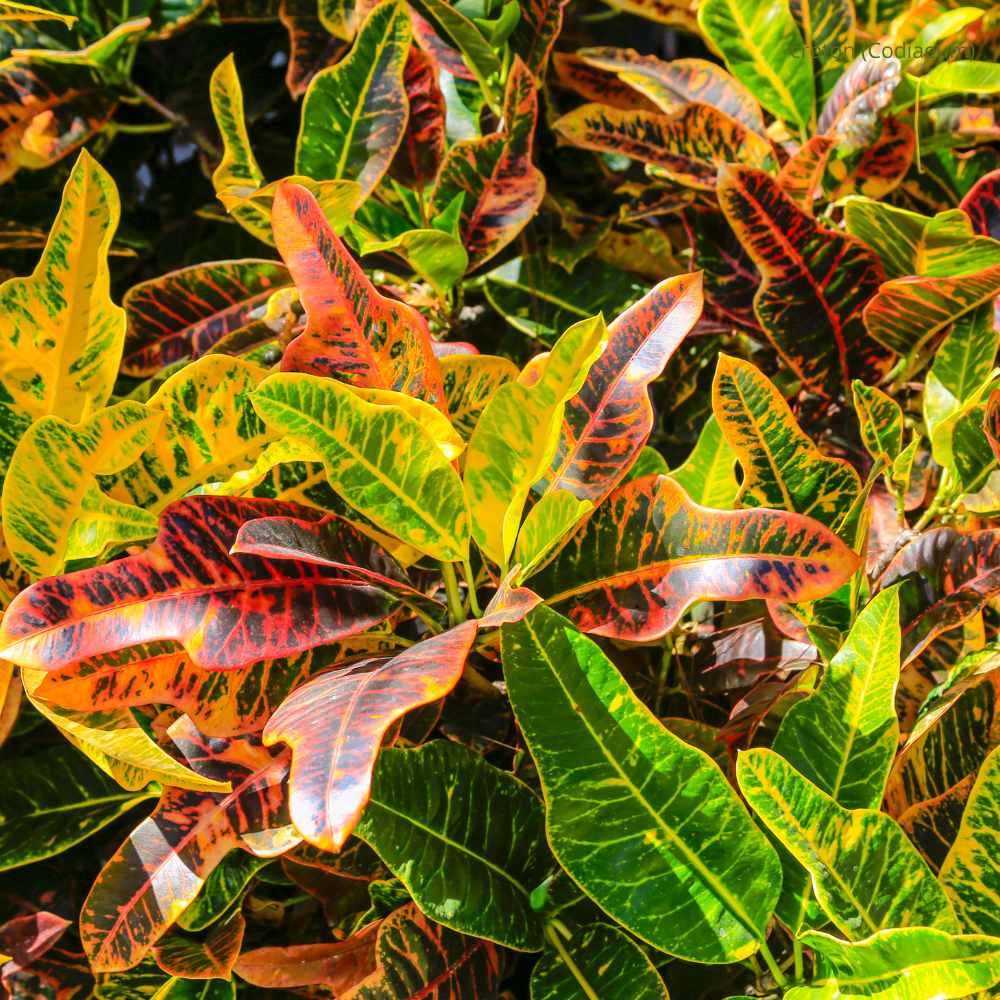 croton (Codiaeum) _ la jardinerie de pessicart nice 06 LIVRAISON GRATUITE
