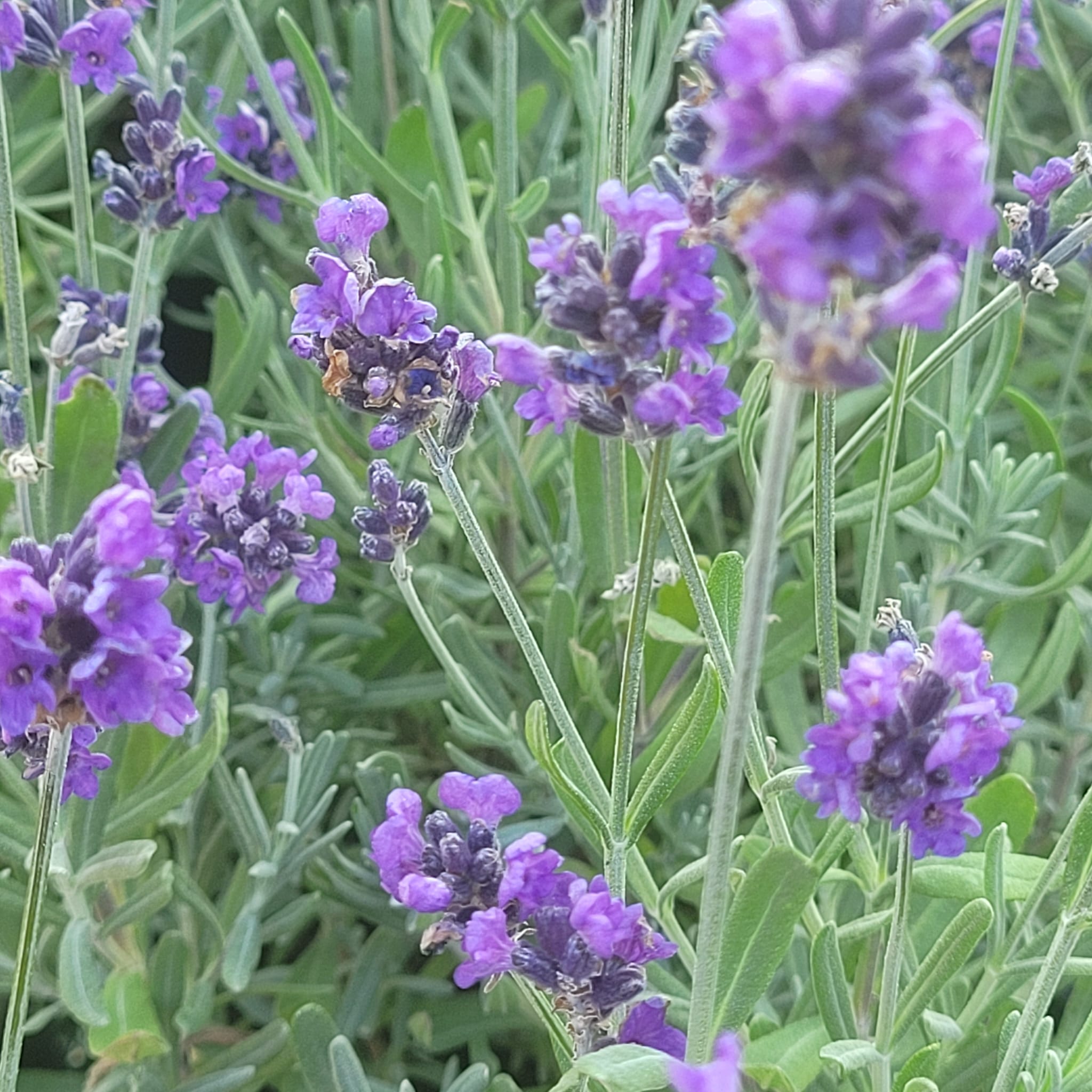 Lavande officinale - lavande angustifolia Hidcote