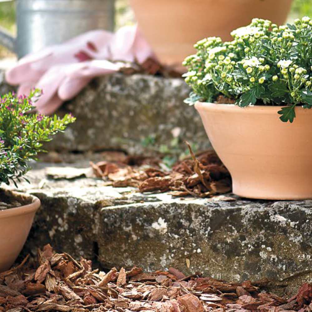 coupe Ciotola Liscia 27 _la jardinerie de pessicart nice 06 LIVRAISON GRATUITE