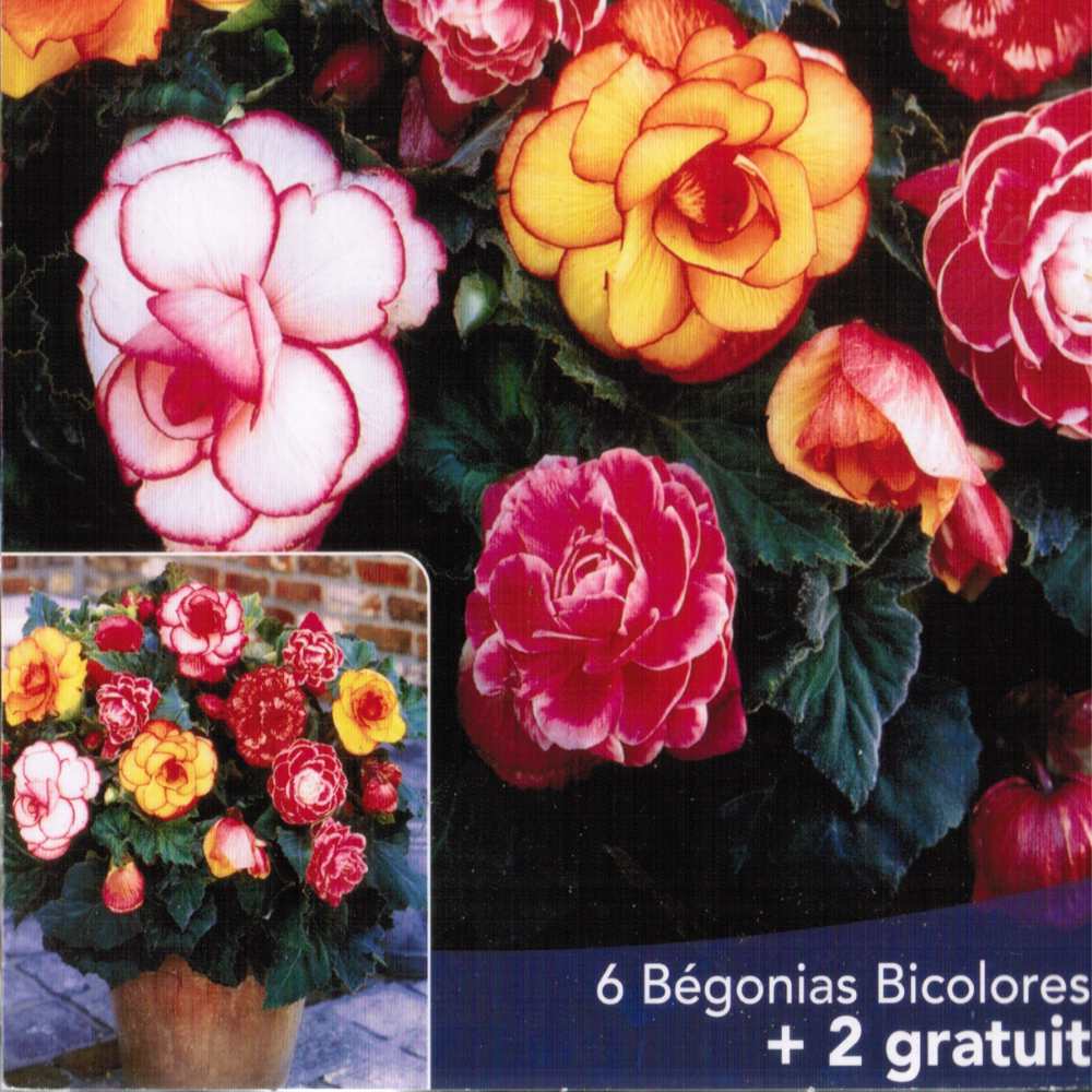 Bégonia tubéreux à grandes fleurs doubles_la jardinerie de pessicart nice 06 LIVRAISON GRATUITE