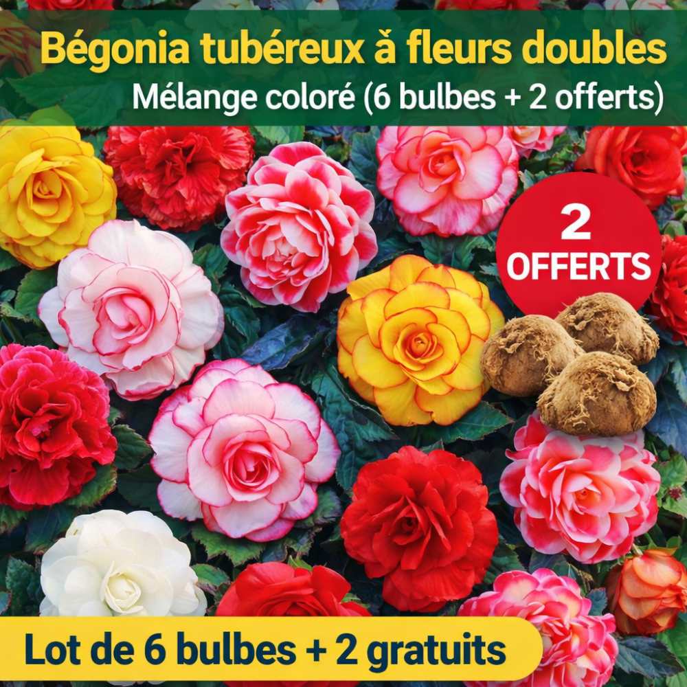 Bégonia tubéreux à fleurs doubles – Mélange coloré (6 bulbes + 2 offerts)