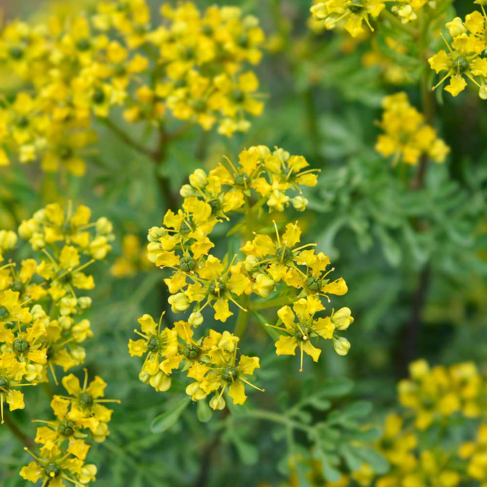 Rue officinale (Ruta graveolens) : Plante aromatique et répulsif chats